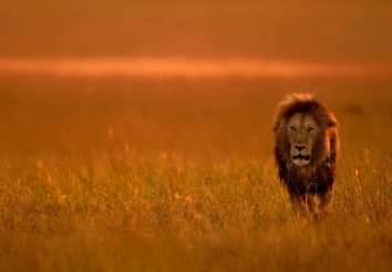 The Hemingway Safari – Sopa Option