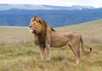 Kenya Highlights