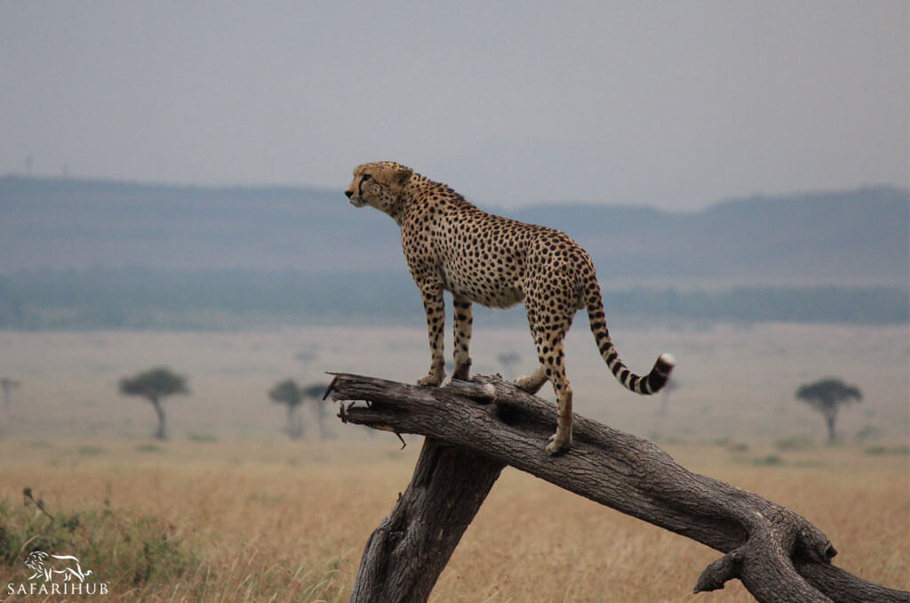Serengeti to Ngorongoro Crater