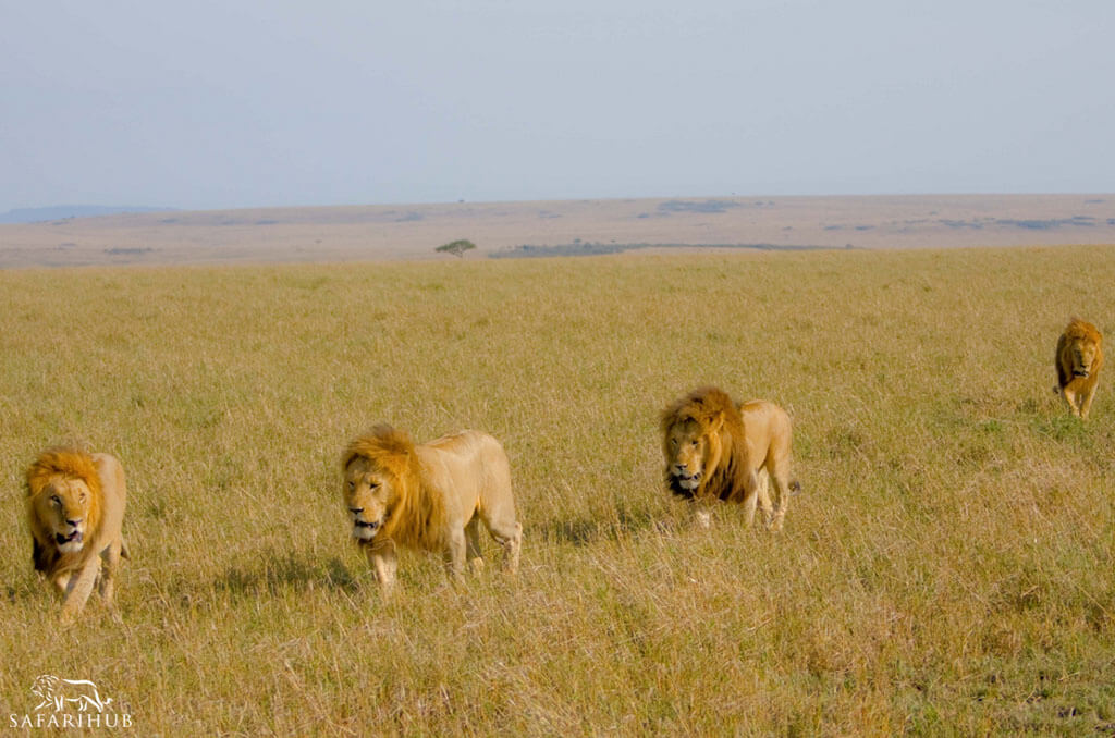 Nairobi to Masai Mara