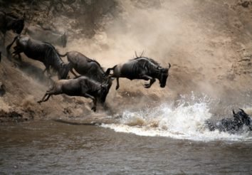 Essence of Tanzania
