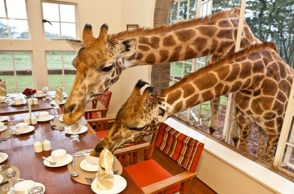 Nairobi - Magical Meetings with Resident Wildlife