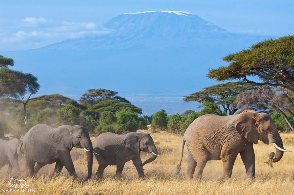 Nairobi to Amboseli National Park