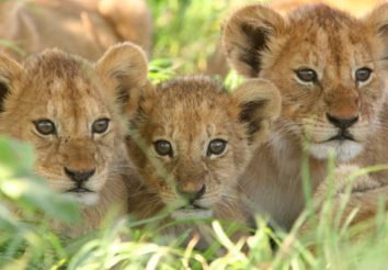 Kenya Born Free Safari