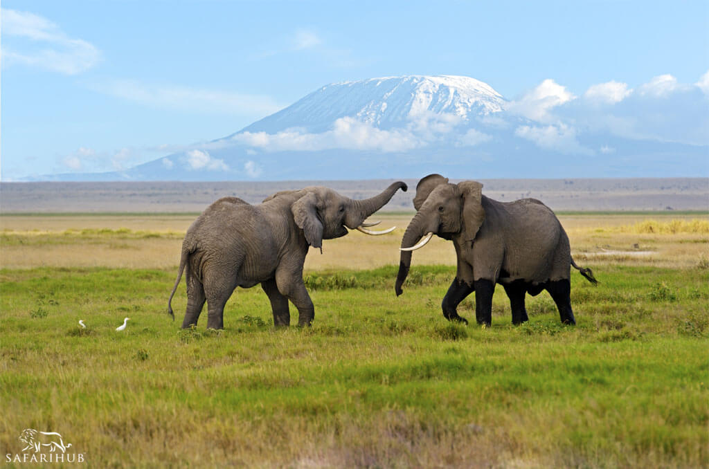 Amboseli National Park | Game Amid Mountains
