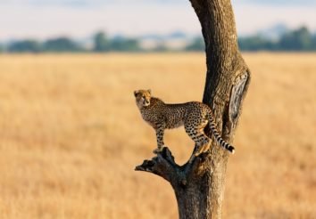 Kenya Classic – Sopa Lodges