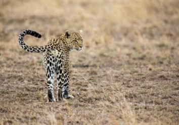 Parks & Peaks – Safari by road from Mombasa