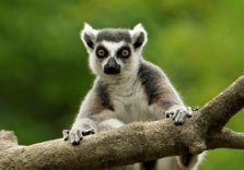 Madagascar