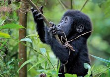 Rwanda