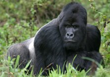Uganda