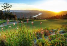 Golfing Safaris
