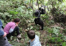 Gorilla Trekking