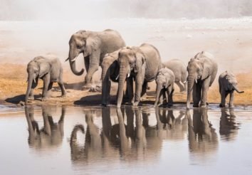 Namibia Highlights  Fly-in Safari with Swakopmund