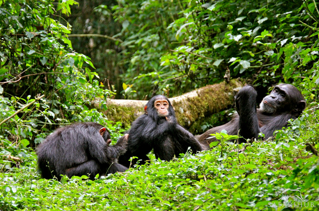 Chimpanzee tracking in Kibale Forest