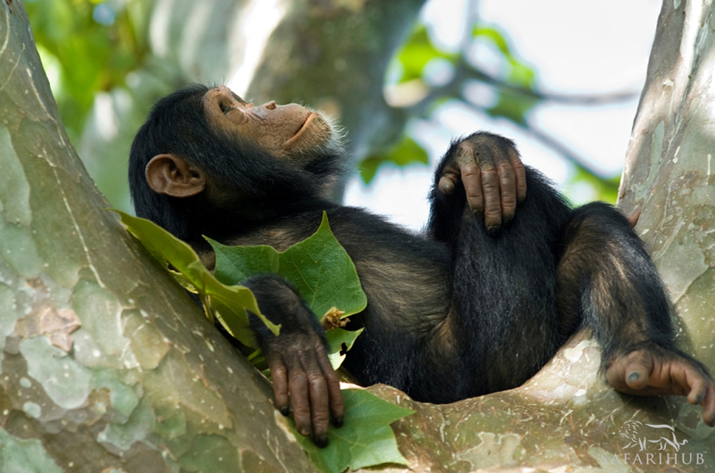 Kyambura Gorge Chimpanzaa Trekking
