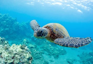 Madagascar reef & rainforest