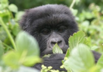 Fly in Gorilla Package