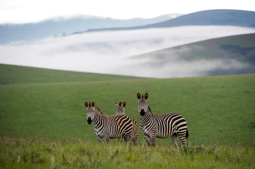 Travel by road to Chelinda Lodge in Nyika National Park