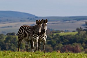 Landscape of Malawi Safari