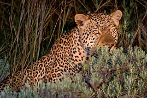Southern Explorer Tour