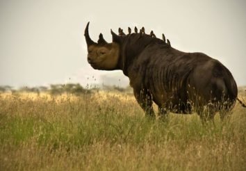 East Africa Explorer