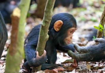 Chimpanzee Trail