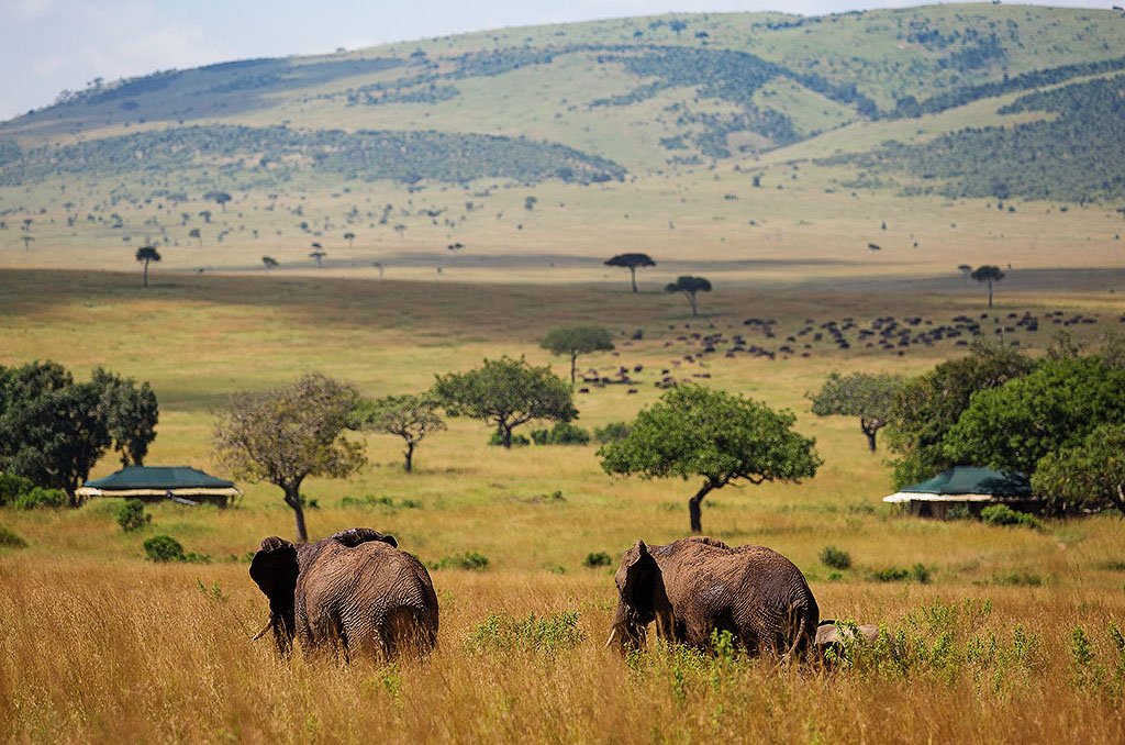 Meru to Masai Mara Game Reserve