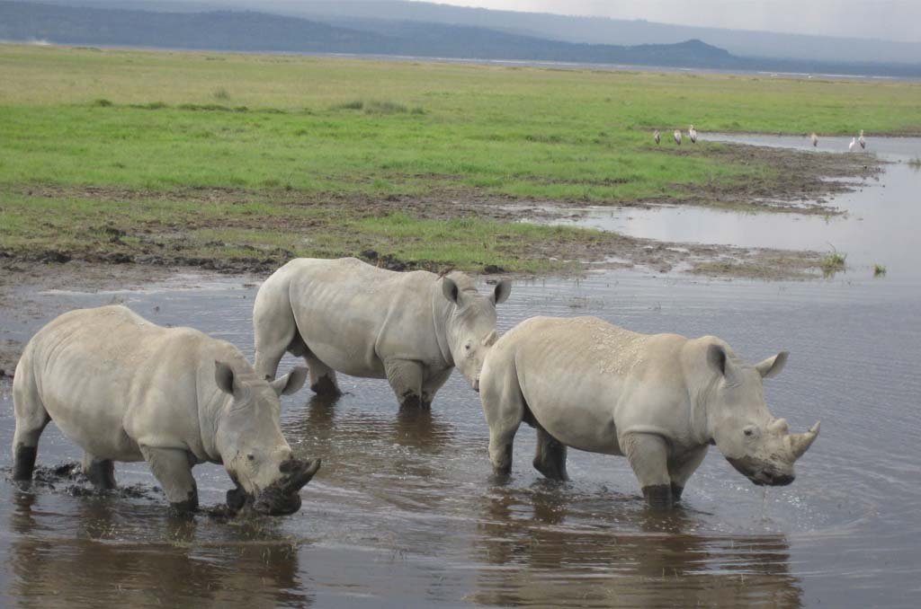 Naiorbi to Lake Nakuru