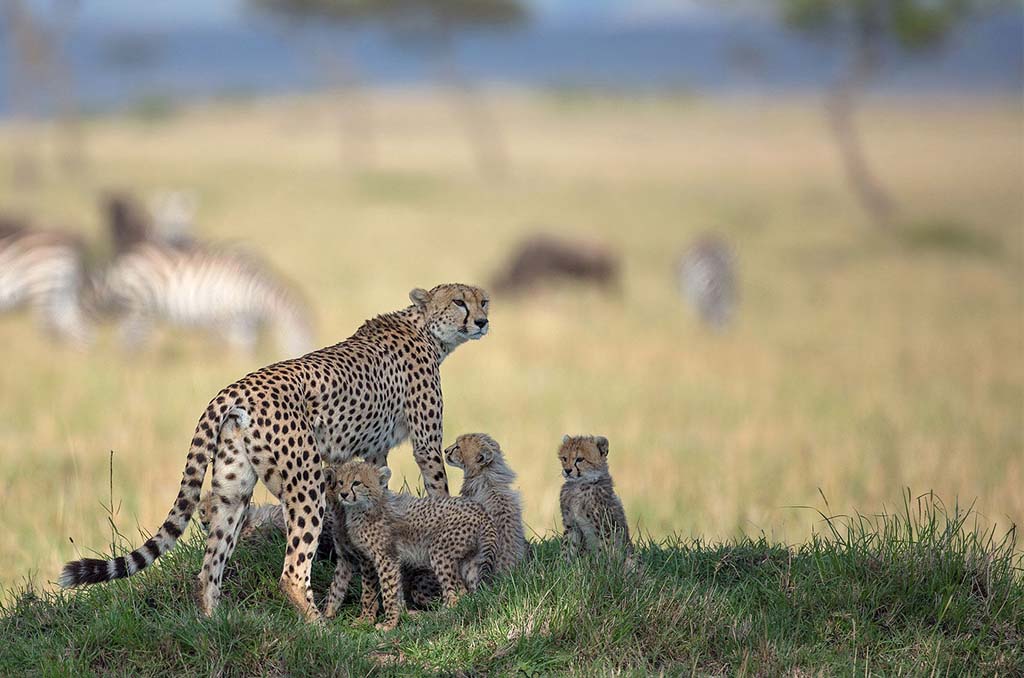 Nairobi - Masai Mara National Reserve