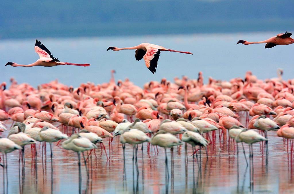 Nakuru National Park