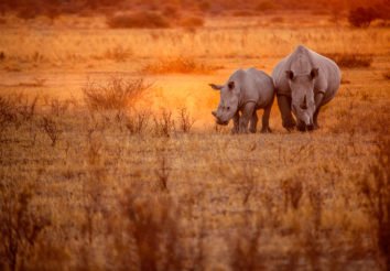 Impressive Tanzania Lodge Safari