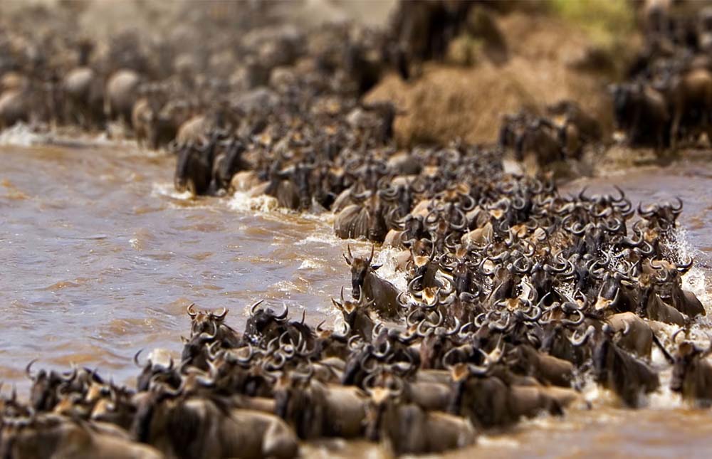 Serengeti National Park – Ngorongoro Conservation Area