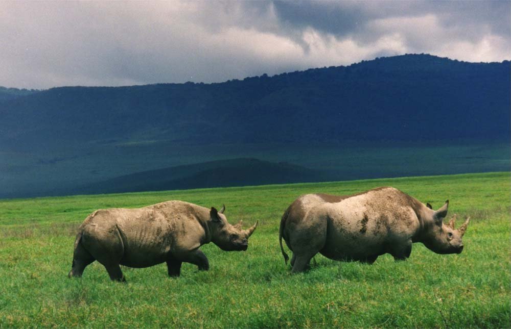 Ngorongoro Crater – Mto wa Mbu
