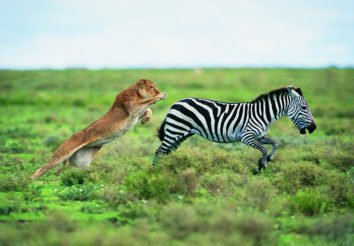 Best of Tanzania Safari