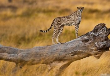 The Hemingway Safari – TWC Option