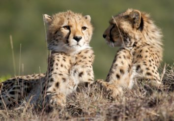 Classic Cheetah Safari
