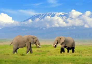 Kili Safari