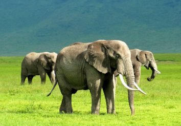 Tanzania Secrets Camping Safari