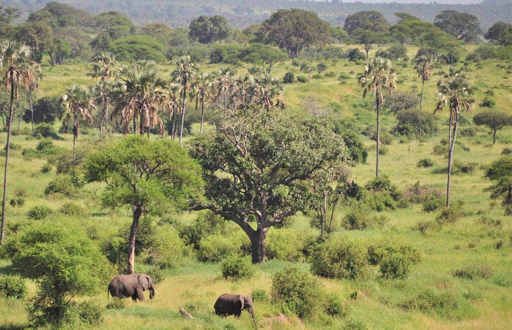 Arusha – Tarangire National Park