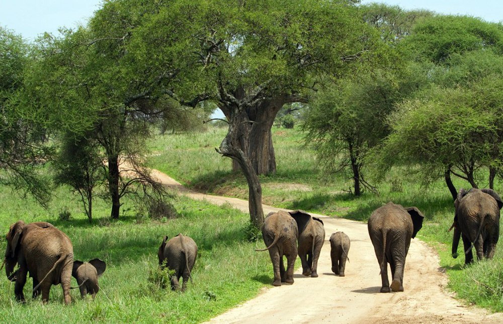 Arusha – Tarangire National Park