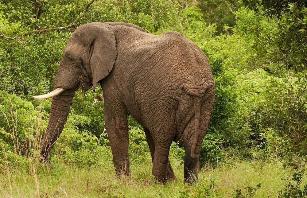 Arusha – Tarangire National Park