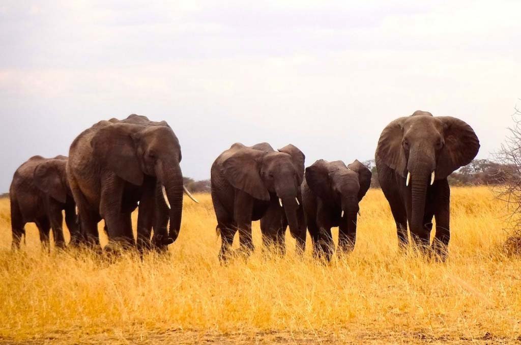 Arusha – Tarangire National Park