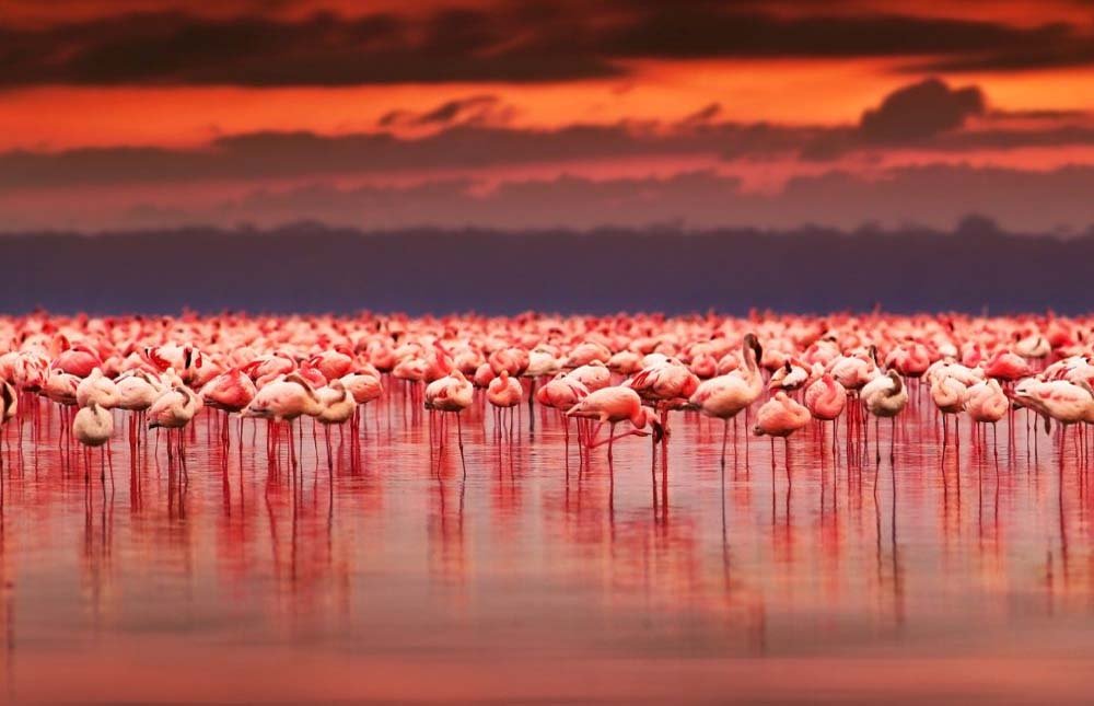 Lake Nakuru National Park – Nairobi