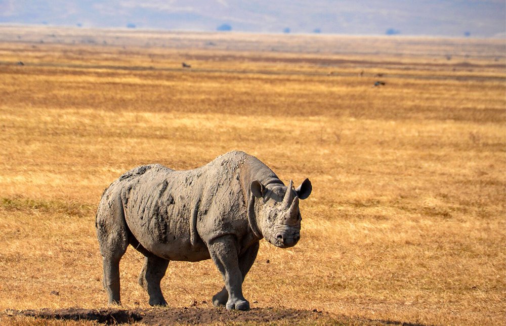 Tarangire Area – Lake Manyara National Park – Ngorongoro Conservation Area