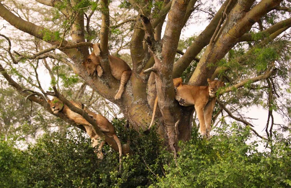 Tarangire Area – Lake Manyara National Park – Karatu