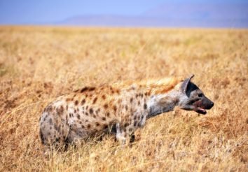 Tanzania Secrets Lodge Safari
