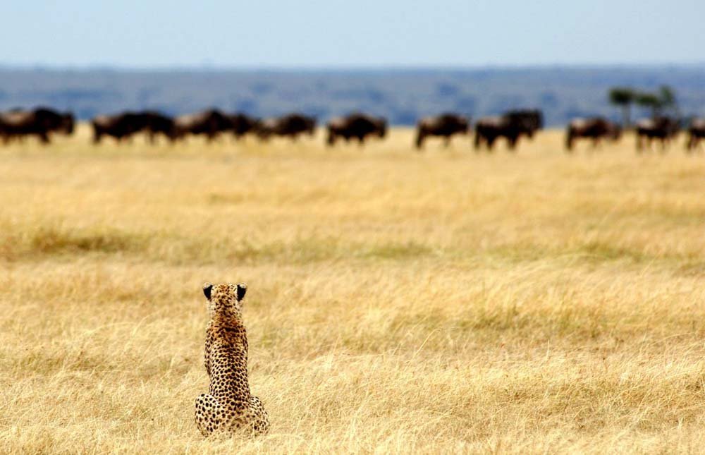 Serengeti National Park – Lake Victoria