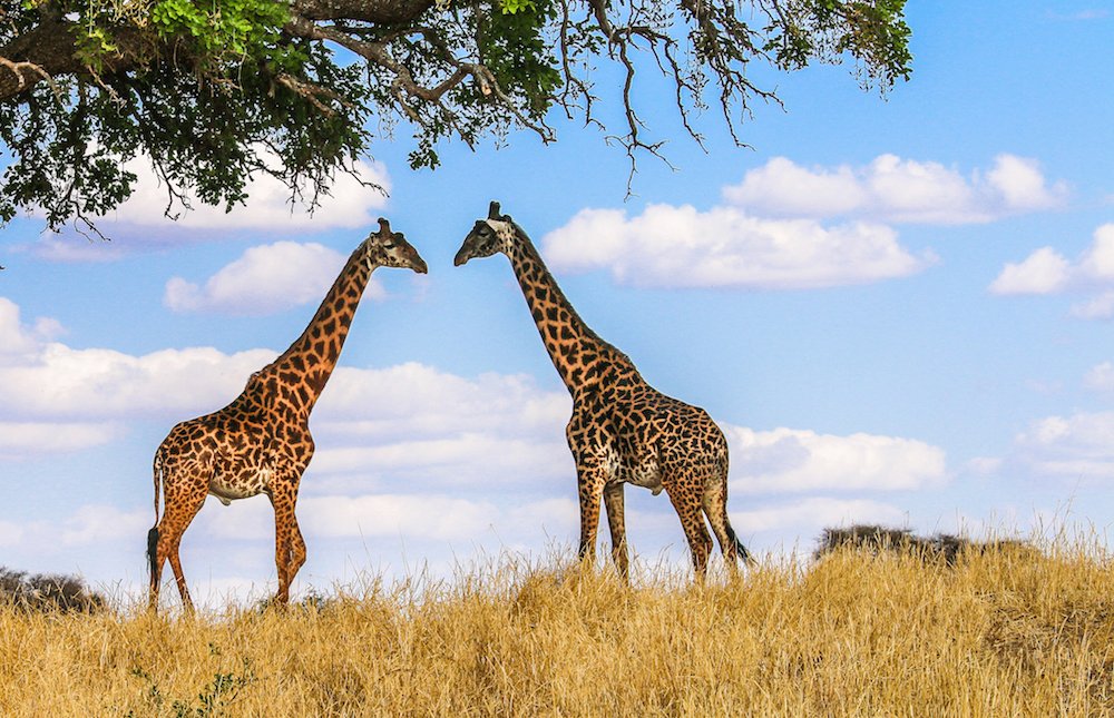 Masai Mara Game Reserve