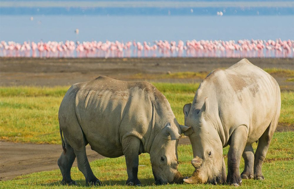 Masai Mara Area – Lake Nakuru National Park