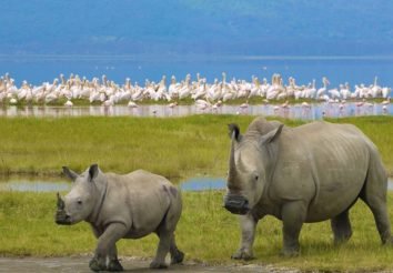 Tanzania & Kenya Highlights Lodge Safari